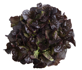 Laitue Feuille de chene-Dakarai