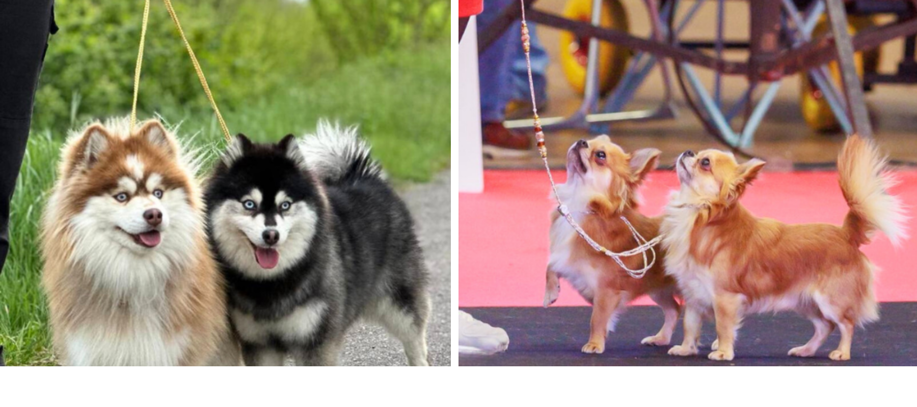 Laisses d'exposition pour double présentation de chiens - Azureaw