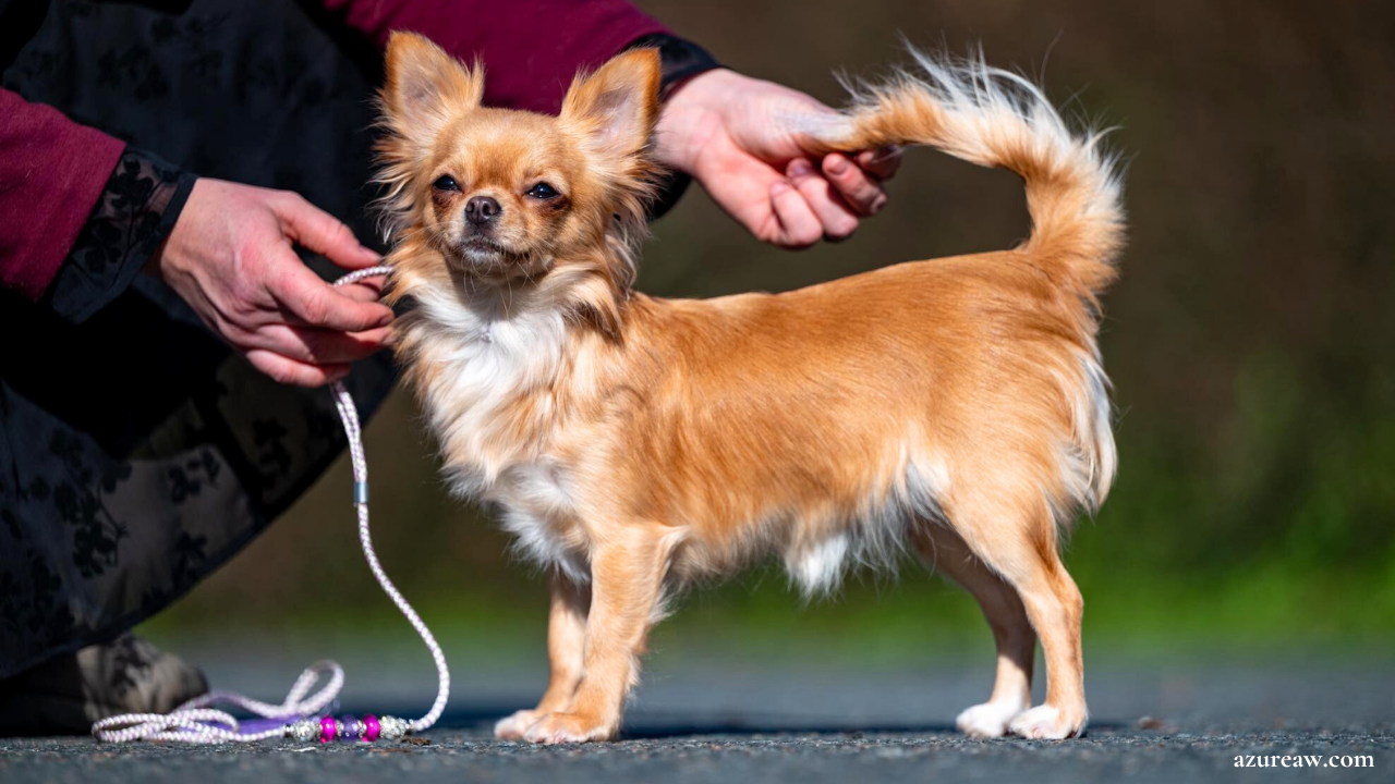 Chien portant une laisse d’exposition tressée ivoire avec perles roses et dorées – création Azureaw