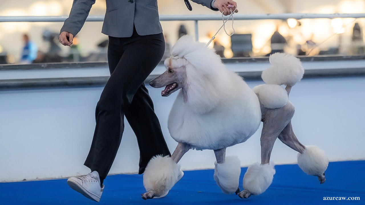 Chien portant une laisse d’exposition tressée caramel argenté avec perles et pompon – création Azureaw
