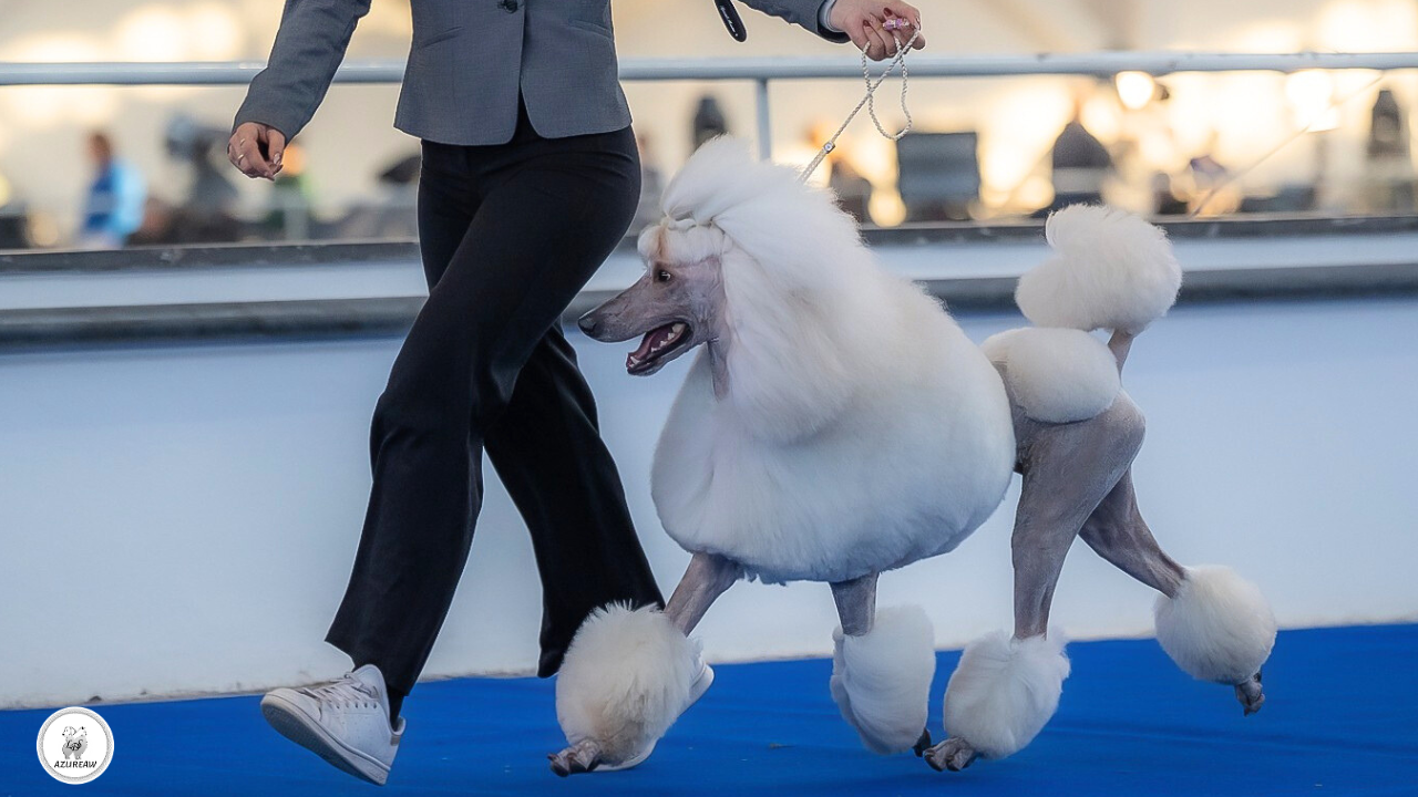 Chien portant une laisse d’exposition tressée ivoire avec perles roses et dorées – création Azureaw