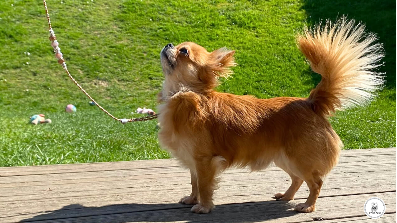Chien portant une laisse d’exposition tressée caramel argenté avec perles et pompon – création Azureaw