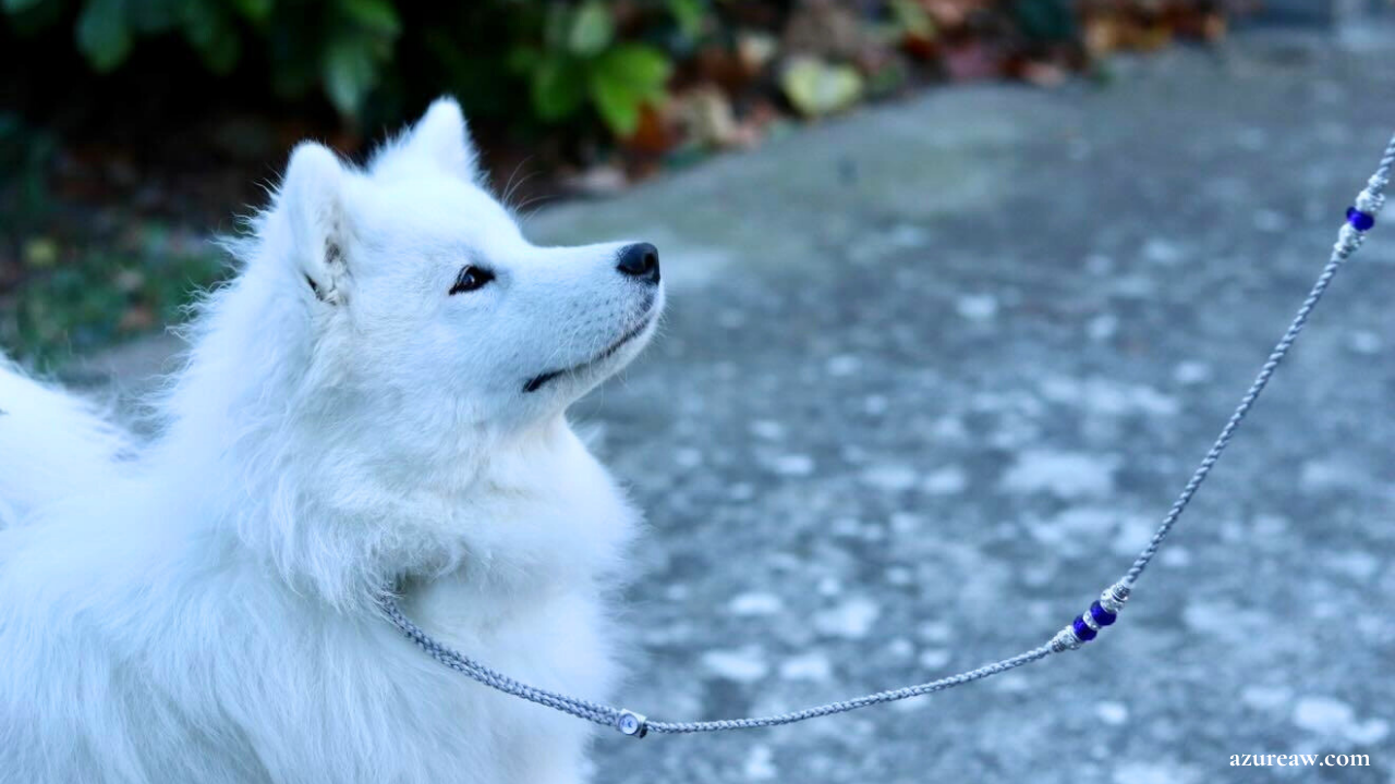 Chien portant une laisse d’exposition tressée argent avec perles marines – création Azureaw