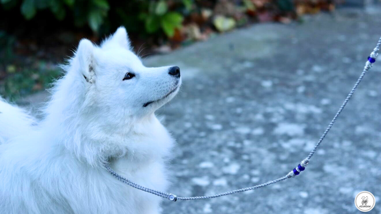Chien portant une laisse d’exposition tressée argent avec perles marines – création Azureaw