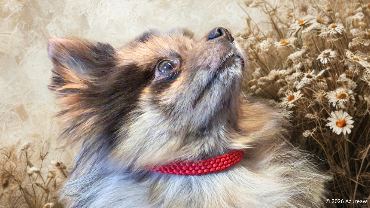 Jess, chien mascotte d’Azureaw, portant un collier tressé rouge fait main