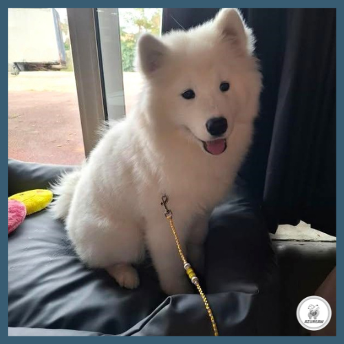 Chien portant une laisse mousqueton pour montrer le rendu | Azureaw