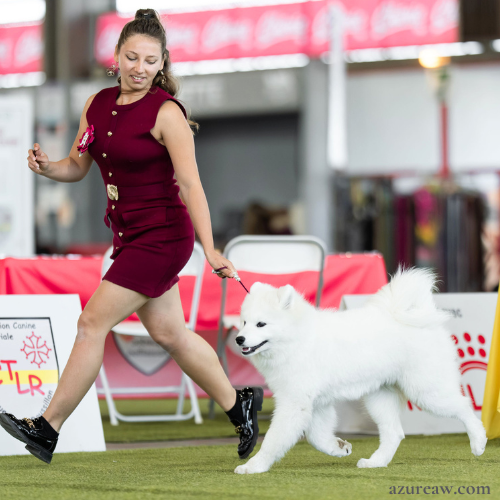 Chien portant une laisse d'exposition pour montrer le rendu | Azureaw