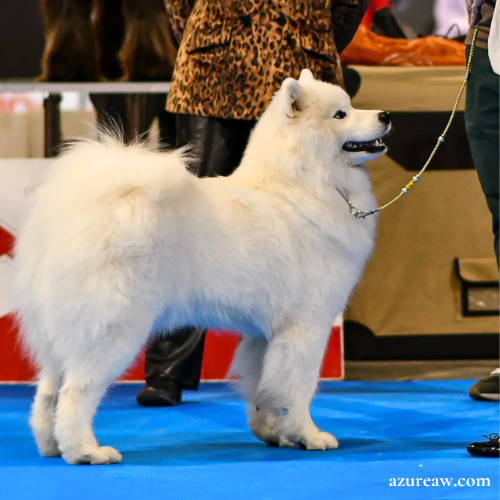 Chien portant une laisse mousqueton pour montrer le rendu | Azureaw