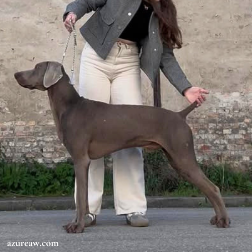 Chien portant une laisse d'exposition pour montrer le rendu | Azureaw