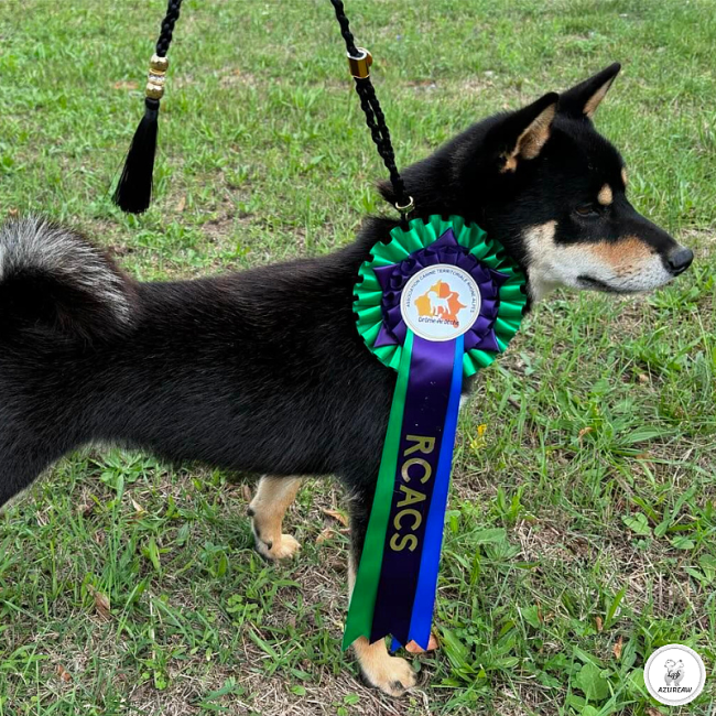 Laisse d’exposition portée par un chien pour montrer le rendu | Azureaw