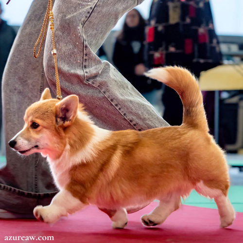 Laisse d'exposition portée – Azureaw Chien portant une laisse d'exposition pour montrer le rendu | Azureaw