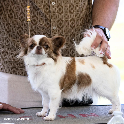 Laisse d'exposition scintillante portée – Azureaw Chien portant une laisse d'exposition scintillante pour montrer le rendu | Azureaw