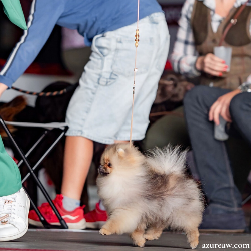 Chien portant une laisse d’exposition pour montrer le rendu | Azureaw