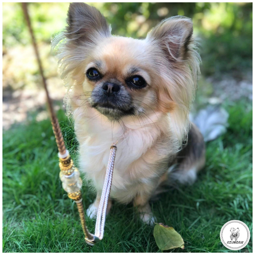 Chien portant une laisse d'exposition pour montrer le rendu | Azureaw