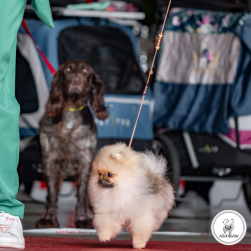 Laisse expositions canines pour mini chien avec sous gorge  - Fait main