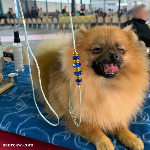 LAISSE EXPOSITIONS CANINES POUR MINI CHIEN - FAIT MAIN