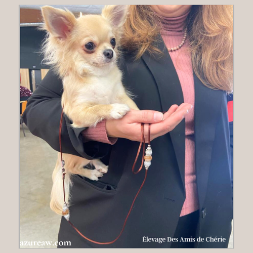 Laisses d’exposition portées – Azureaw Chien portant une laisse d’exposition pour montrer le rendu | Azureaw