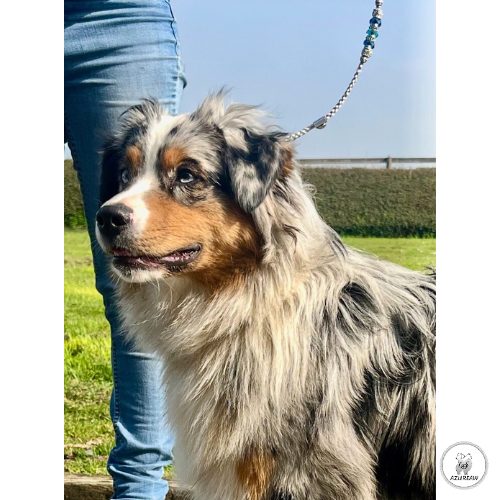 Chien portant une laisse d'exposition pour montrer le rendu | Azureaw