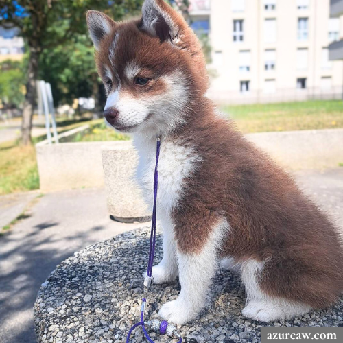 Chien portant une laisse d’exposition pour montrer le rendu | Azureaw