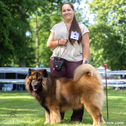 Chien portant une laisse d'exposition pour montrer le rendu | Azureaw