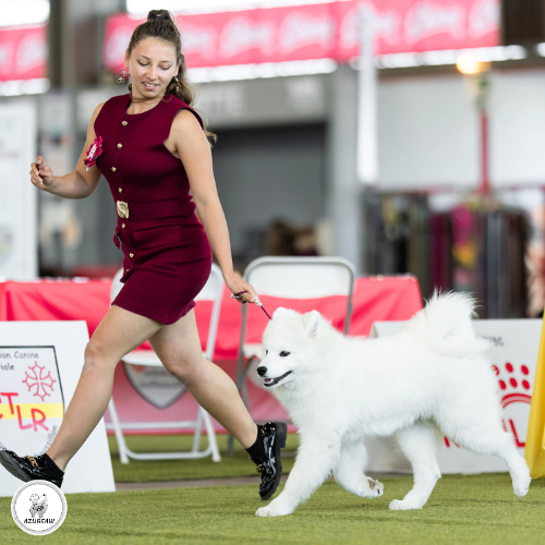 Chien portant une laisse d'exposition pour montrer le rendu | Azureaw