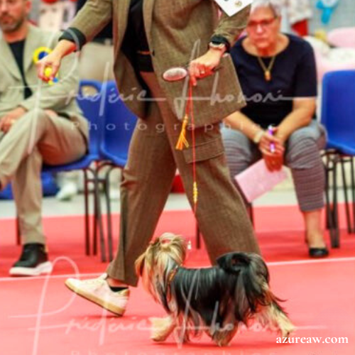 Chien portant une laisse d’exposition pour montrer le rendu | Azureaw