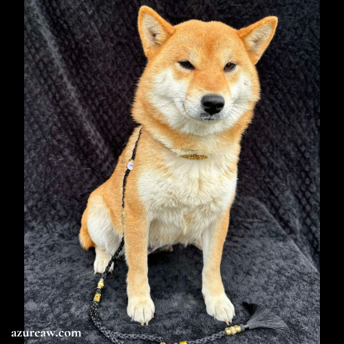 Laisse d’exposition portée par un chien pour montrer le rendu | Azureaw