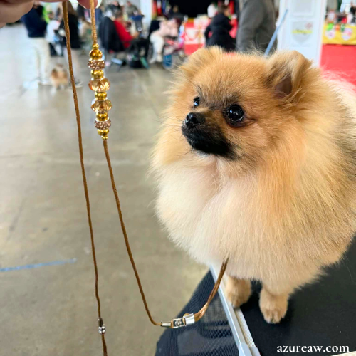 Sous-gorge tressé Laisse expositions canines pour mini chien - Fait main
