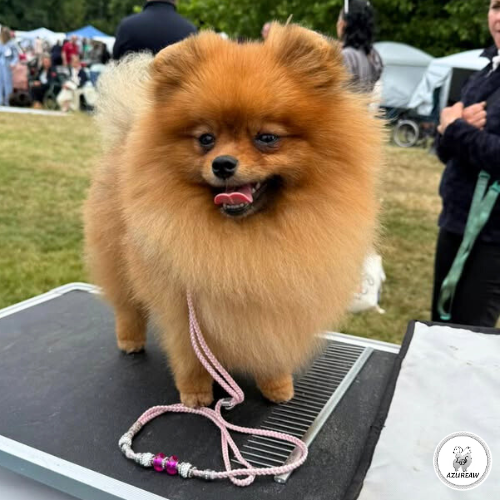 Chien portant une laisse d'exposition pour montrer le rendu | Azureaw