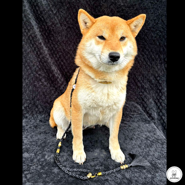 Laisse d’exposition portée par un chien pour montrer le rendu | Azureaw