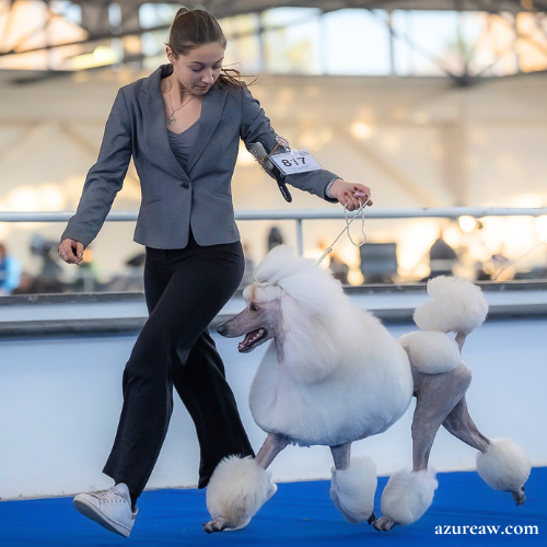 Chien portant une laisse d'exposition pour montrer le rendu | Azureaw