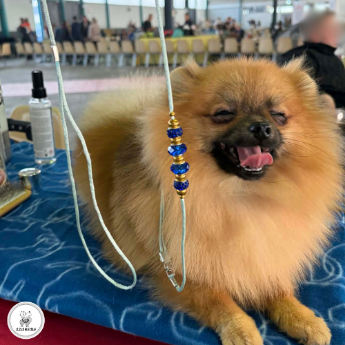 Laisse d’exposition portée – Azureaw Chien portant une laisse d’exposition pour montrer le rendu | Azureaw