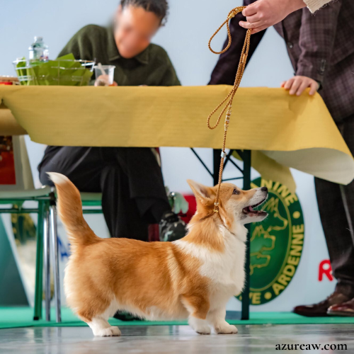 Laisse d’exposition portée – Azureaw Chien portant une laisse d’exposition pour montrer le rendu | Azureaw