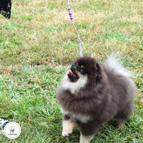 Laisse d'exposition portée – Azureaw Chien portant une laisse d'exposition pour montrer le rendu | Azureaw