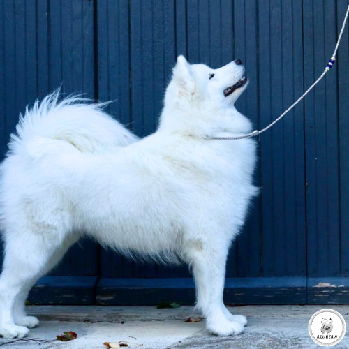 Chien portant une laisse d'exposition pour montrer le rendu | Azureaw