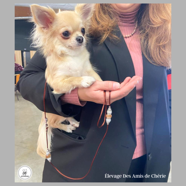 Chien portant une laisse d’exposition pour montrer le rendu | Azureaw