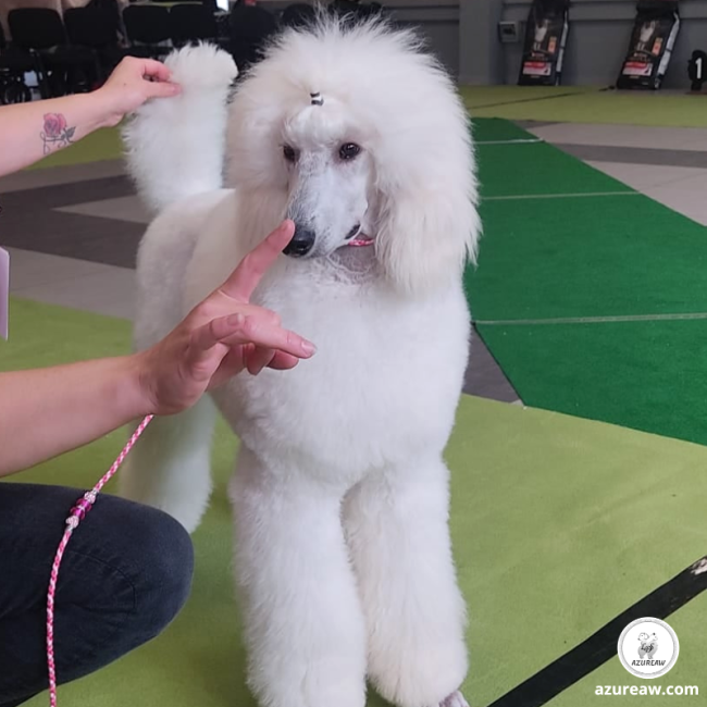 Laisse expositions canines pour grand chien - Fait main