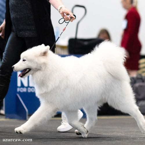 Chien portant une laisse d'exposition pour montrer le rendu | Azureaw