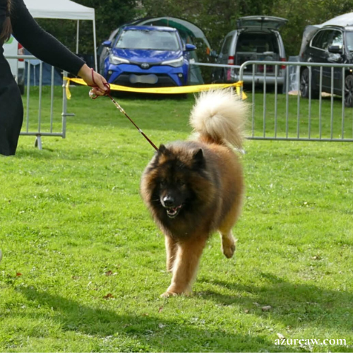 Laisse d'exposition portée – Azureaw Chien portant une laisse d'exposition pour montrer le rendu | Azureaw