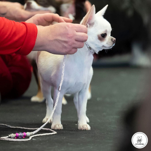 Chien portant une laisse d'exposition pour montrer le rendu | Azureaw