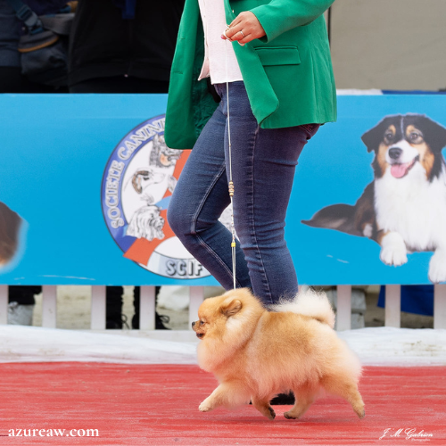 Laisses d’exposition portées – Azureaw Chien portant une laisse d’exposition pour montrer le rendu | Azureaw