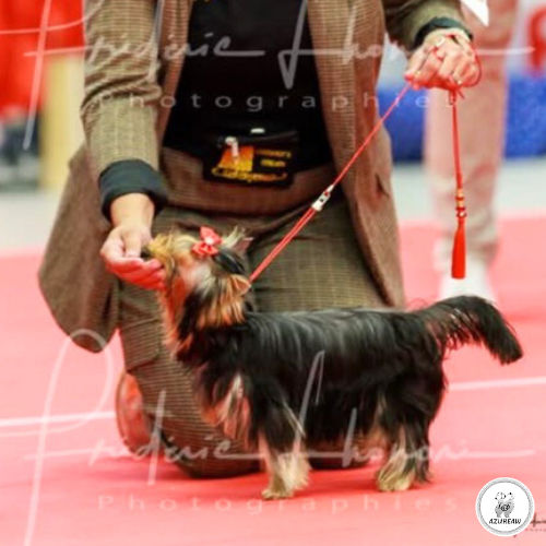 Laisse expositions canines Luxe Mini chien avec pompon - Fait main