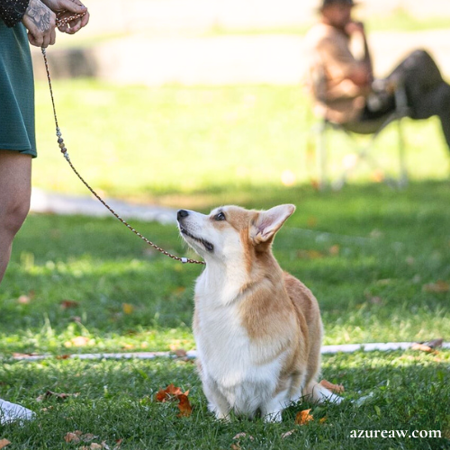 Chien portant une laisse d'exposition pour montrer le rendu | Azureaw