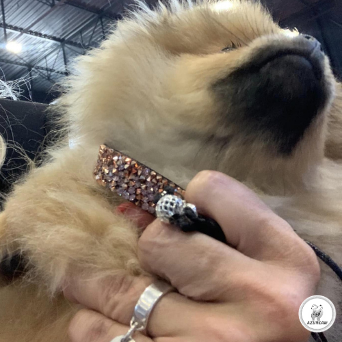 Laisse expositions canines sous-gorge pailleté pour mini chien - Fait main Laisse expositions canines sous-gorge pailleté pour mini chien - Fait main