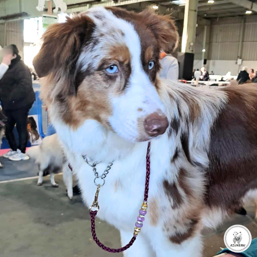 Rendu de la laisse Éclat Praliné sur un chien | Azureaw Illustration du rendu de la laisse Éclat Praliné sur un chien | Azureaw