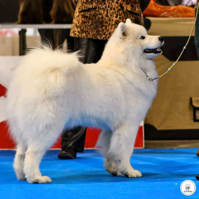 Chien portant une laisse mousqueton pour montrer le rendu | Azureaw