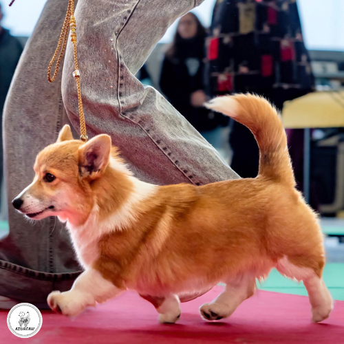 Chien portant une laisse d'exposition pour montrer le rendu | Azureaw