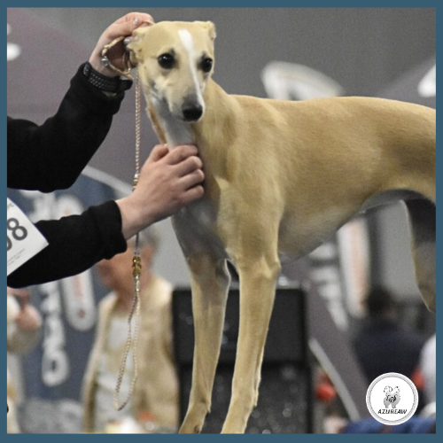 Chien portant une laisse d'exposition champagne pour montrer le rendu | Azureaw