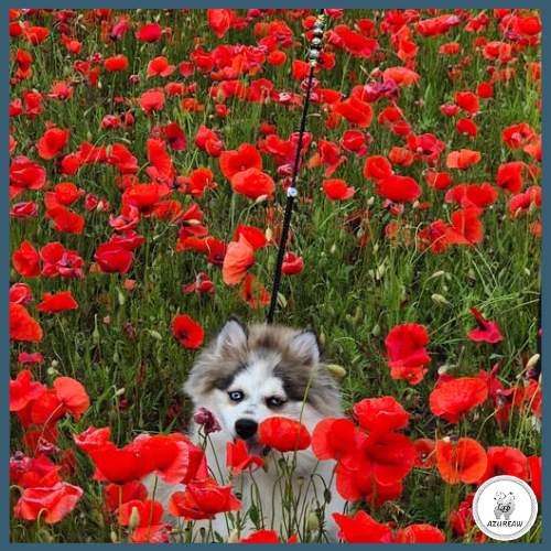 Laisse expositions canines LUXE pour petit/moyen chien - Fait main