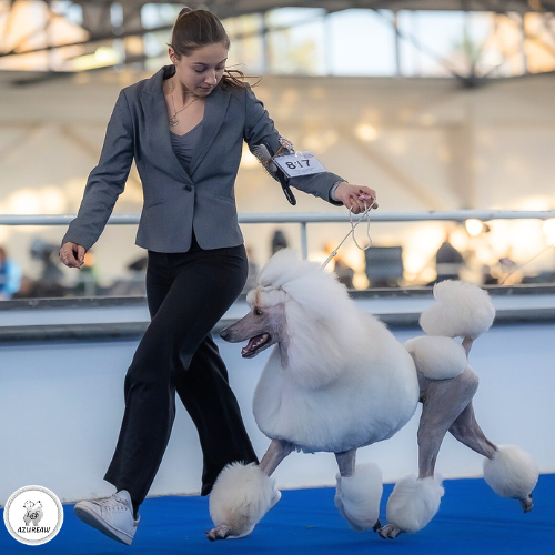 Chien portant une laisse d'exposition pour montrer le rendu | Azureaw
